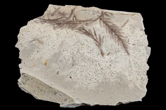 Dawn Redwood (Metasequoia) Fossils - Montana #165179